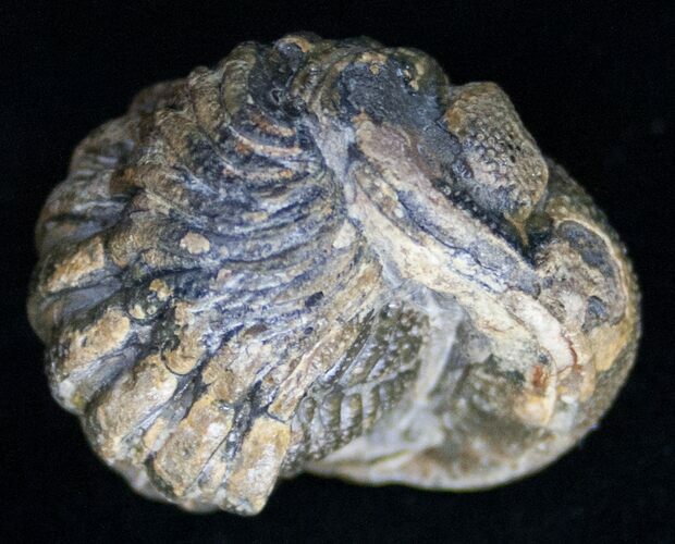 Bumpy, Enrolled Barrandeops (Phacops) Trilobite #11284